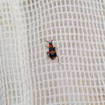 Dicranolaius bellulus (Red and Blue Beetle), Alice Springs NT