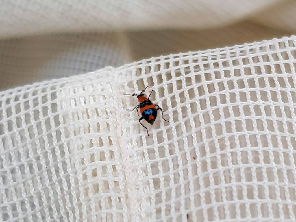 Dicranolaius bellulus (Red and Blue Beetle), Alice Springs NT