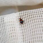 Dicranolaius bellulus (Red and Blue Beetle), Alice Springs NT