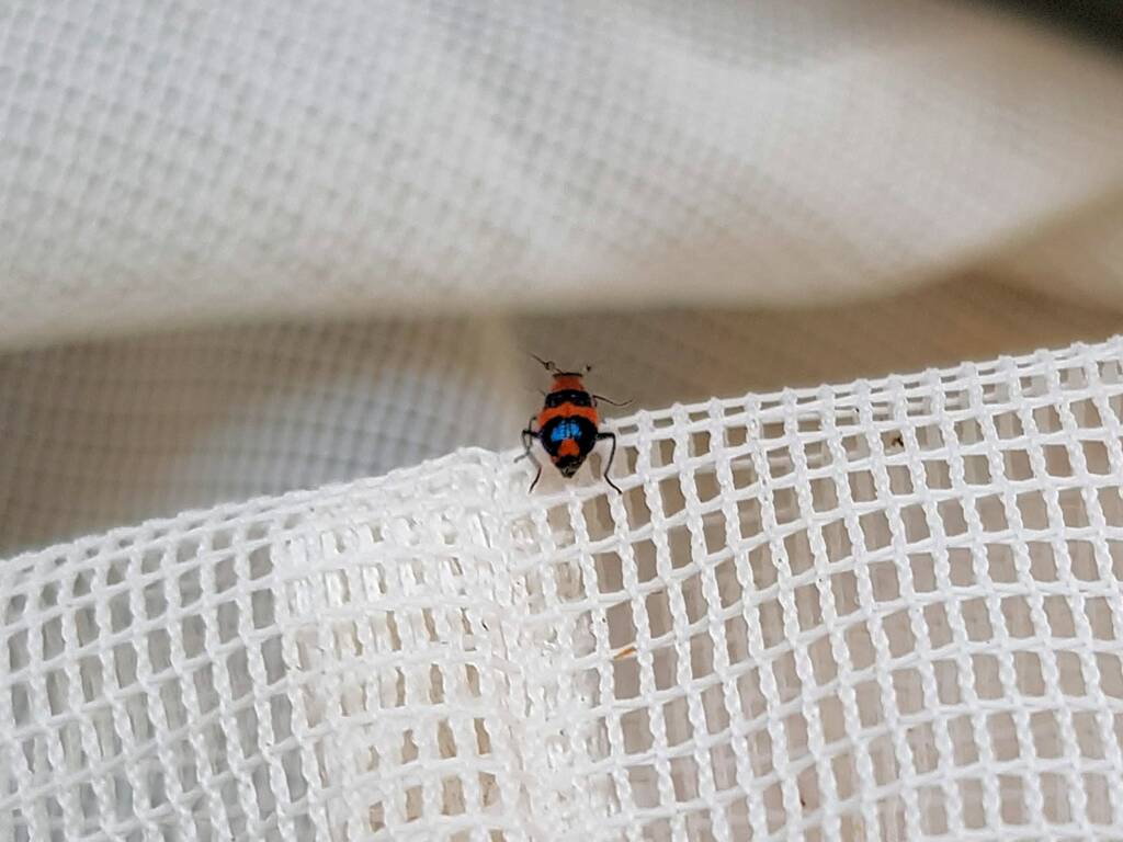 Dicranolaius bellulus (Red and Blue Beetle), Alice Springs NT