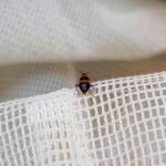 Dicranolaius bellulus (Red and Blue Beetle), Alice Springs NT