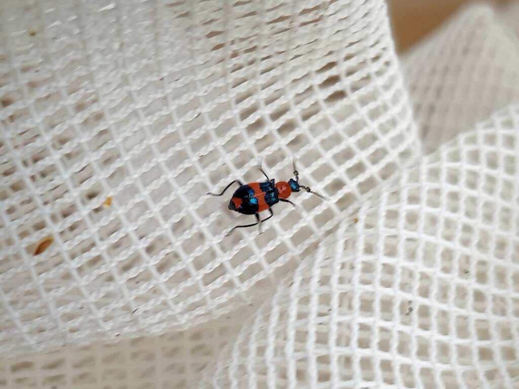 Dicranolaius bellulus (Red and Blue Beetle), Alice Springs NT