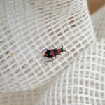 Dicranolaius bellulus (Red and Blue Beetle), Alice Springs NT