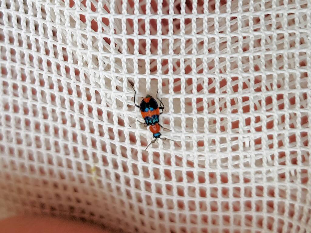 Dicranolaius bellulus (Red and Blue Beetle), Alice Springs NT