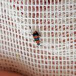 Dicranolaius bellulus (Red and Blue Beetle), Alice Springs NT