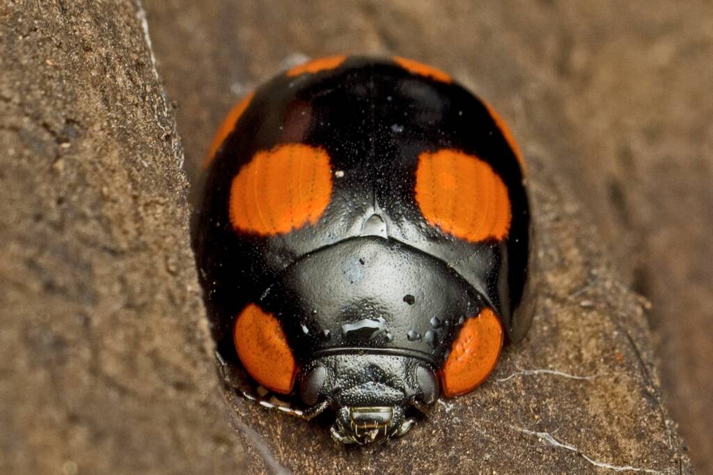 Eight-spotted Leaf Beetle (Paropsisterna sexpustulata), Brisbane QLD © Tony Eales