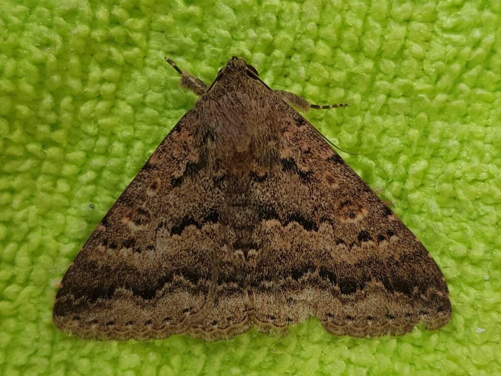 Eudesmeola lawsoni (Lawson's Night Moth), Alice Springs NT