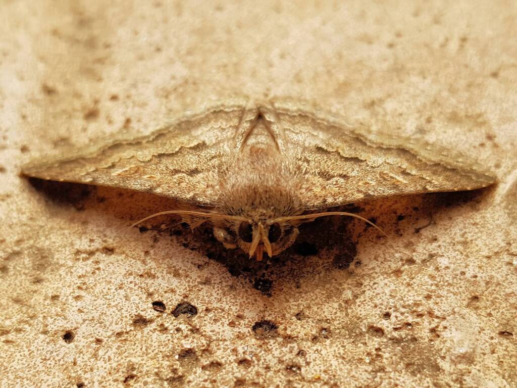 Eudesmeola lawsoni (Lawson's Night Moth), Alice Springs NT