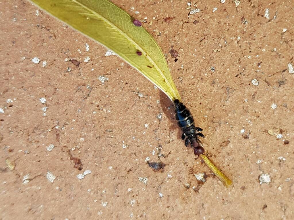 Female Thynnid Wasp, Alice Springs NT