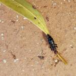Female Thynnid Wasp, Alice Springs NT