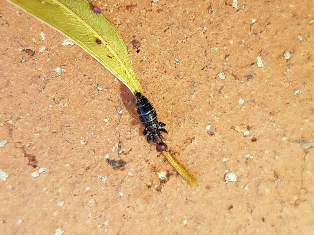 Female Thynnid Wasp, Alice Springs NT