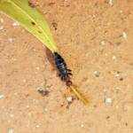 Female Thynnid Wasp, Alice Springs NT