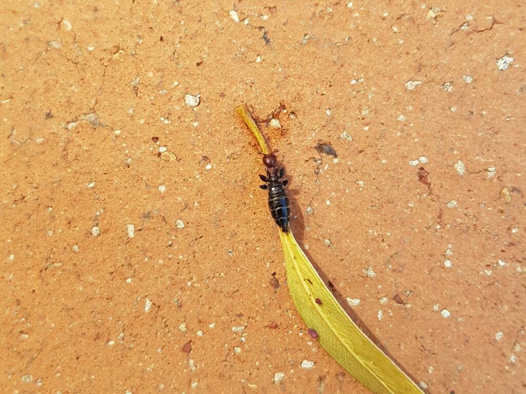 Female Thynnid Wasp, Alice Springs NT