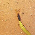 Female Thynnid Wasp, Alice Springs NT