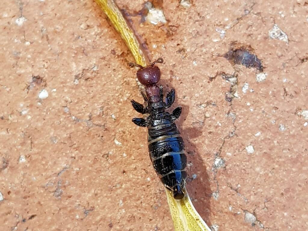Female Thynnid Wasp, Alice Springs NT