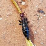 Female Thynnid Wasp, Alice Springs NT