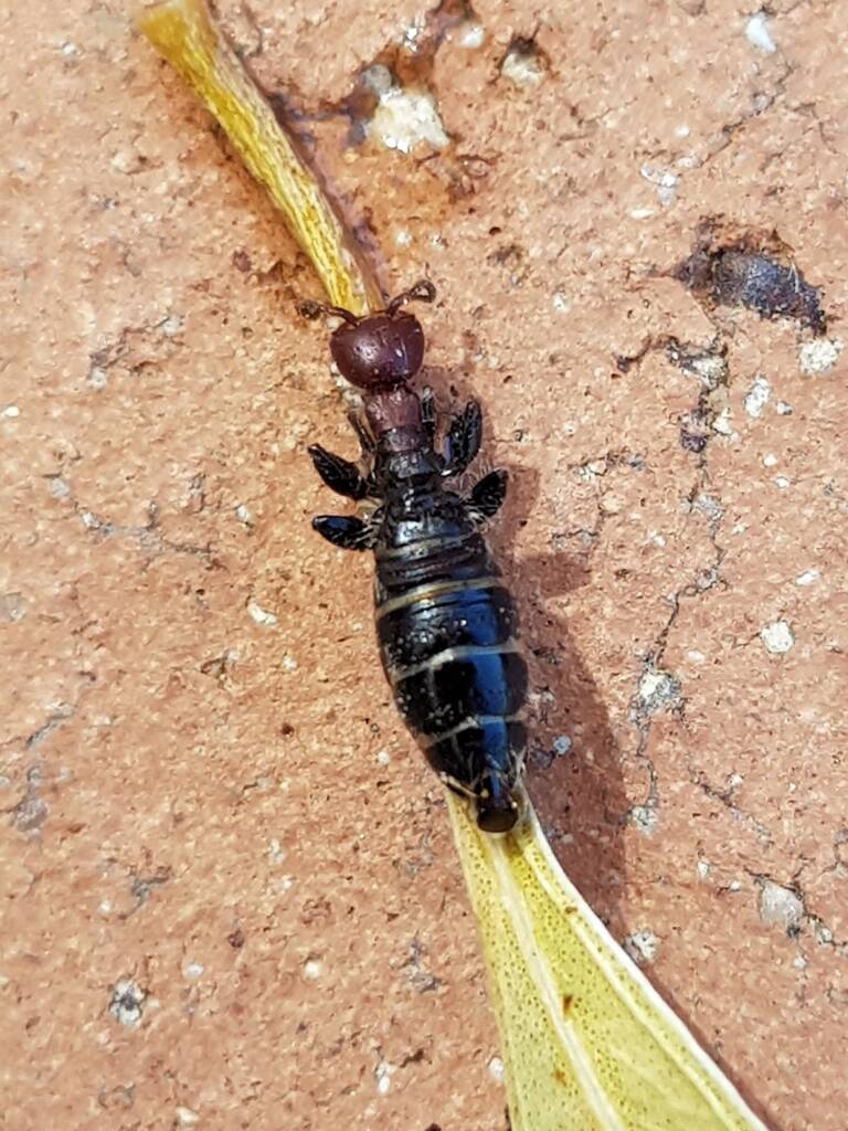 Female Thynnid Wasp, Alice Springs NT