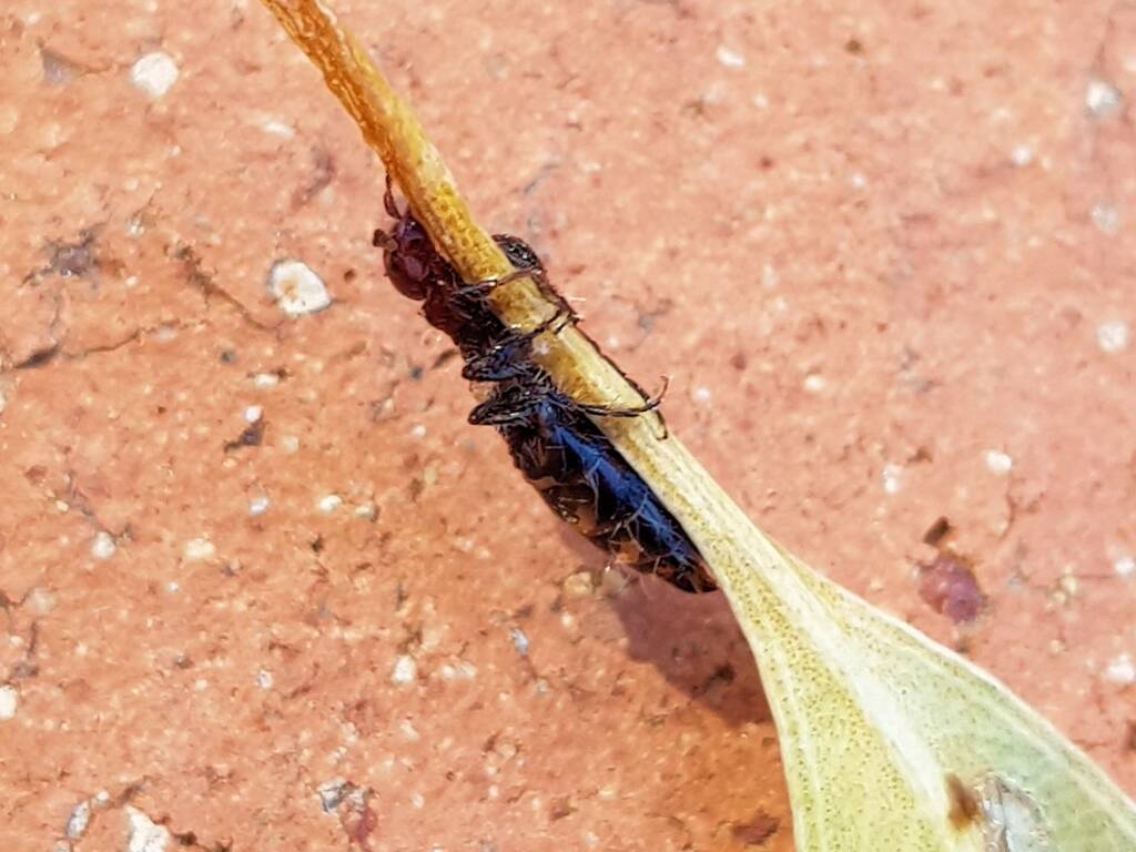 Female Thynnid Wasp, Alice Springs NT
