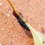 Female Thynnid Wasp, Alice Springs NT