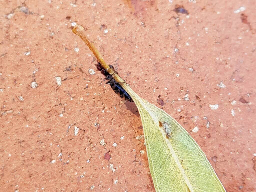 Female Thynnid Wasp, Alice Springs NT