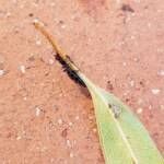 Female Thynnid Wasp, Alice Springs NT