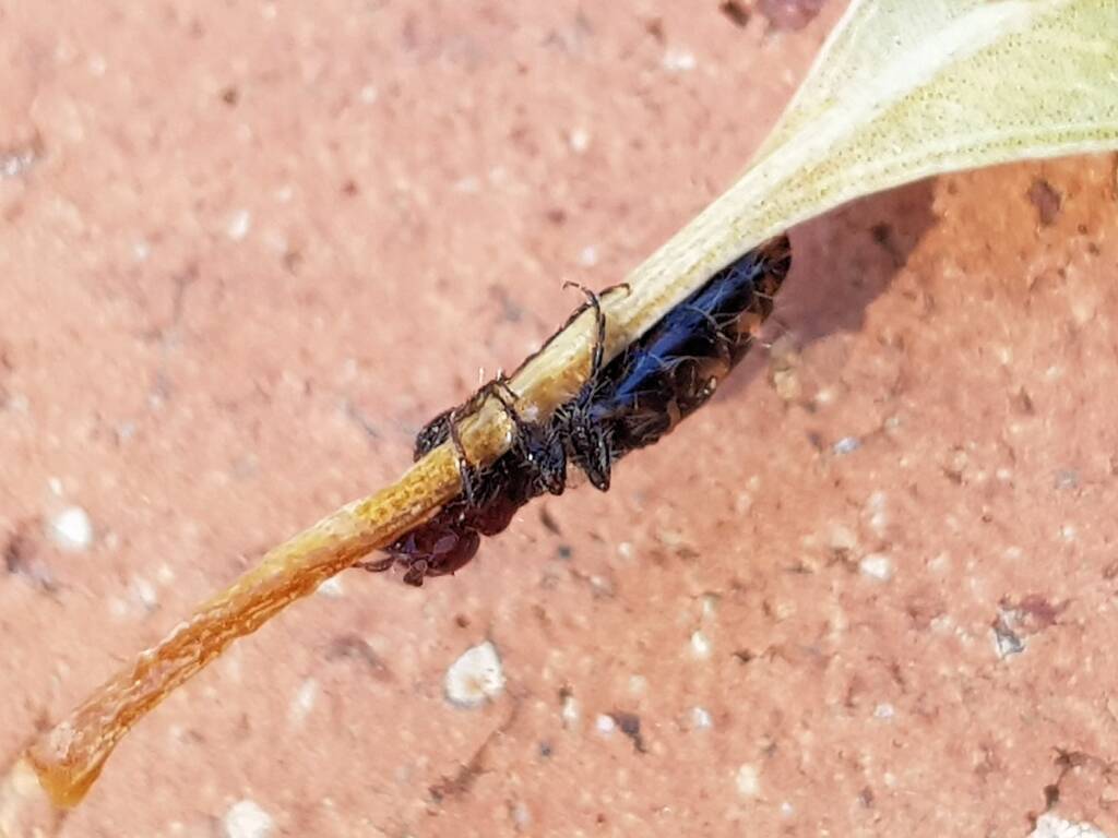 Female Thynnid Wasp, Alice Springs NT