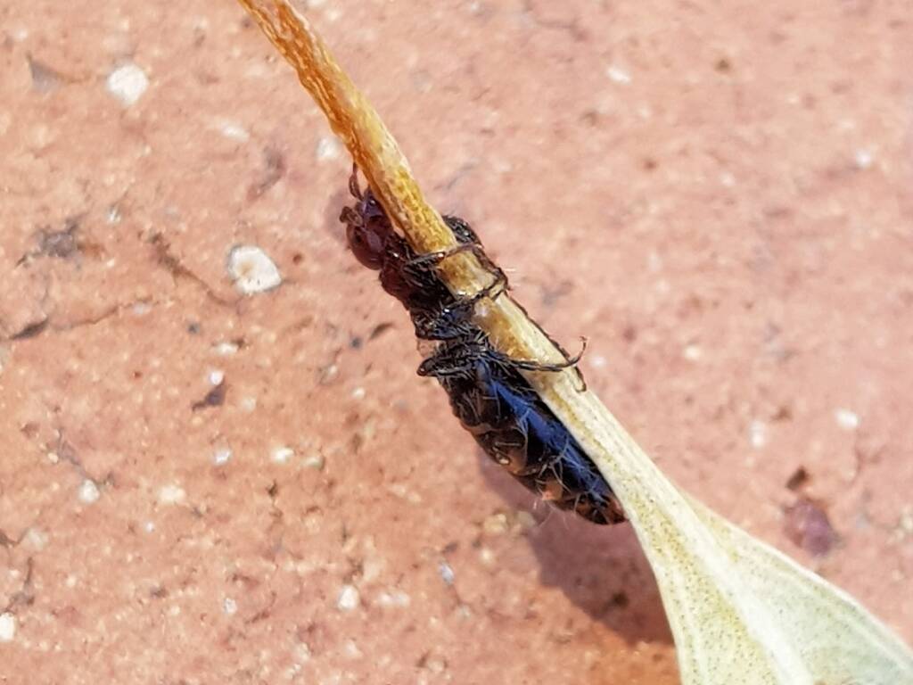 Female Thynnid Wasp, Alice Springs NT