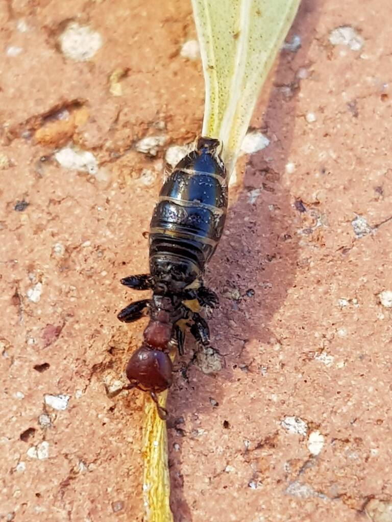 Female Thynnid Wasp, Alice Springs NT