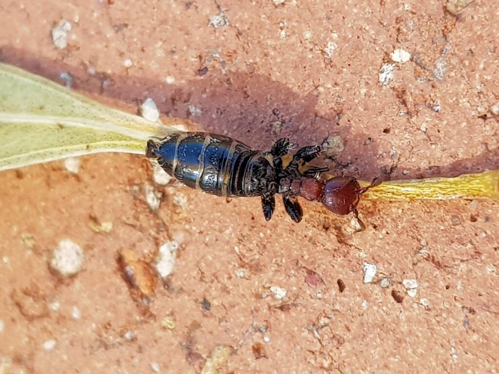Female Thynnid Wasp, Alice Springs NT