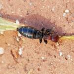 Female Thynnid Wasp, Alice Springs NT