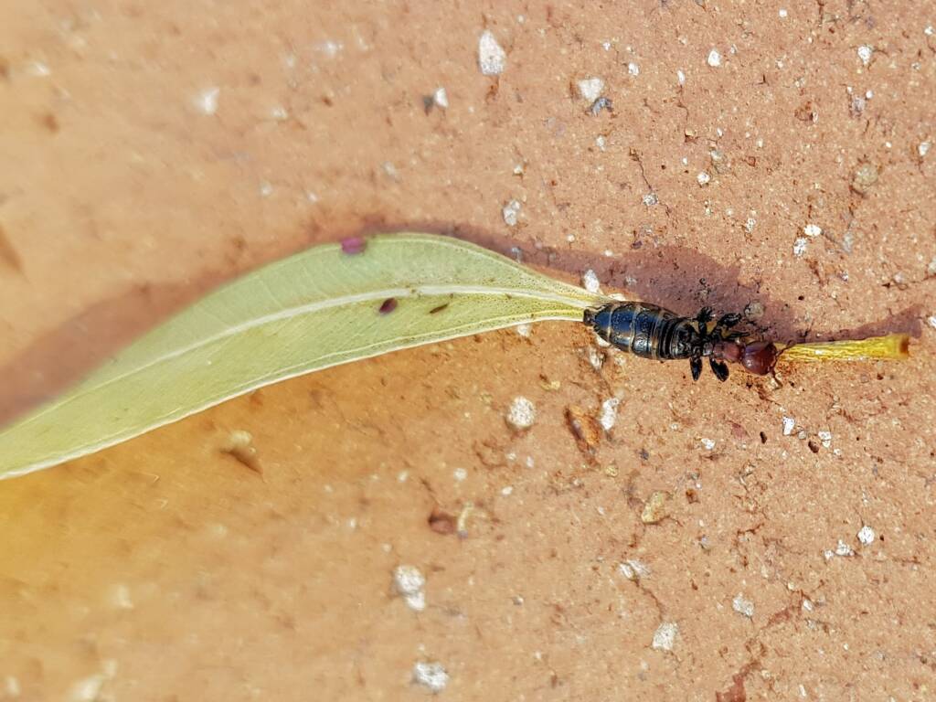 Female Thynnid Wasp, Alice Springs NT