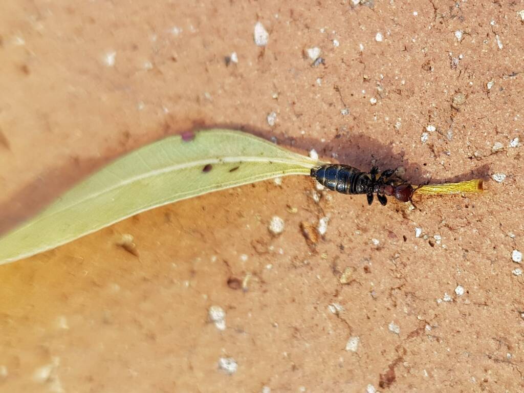 Female Thynnid Wasp, Alice Springs NT