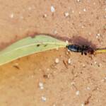 Female Thynnid Wasp, Alice Springs NT