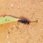 Female Thynnid Wasp, Alice Springs NT