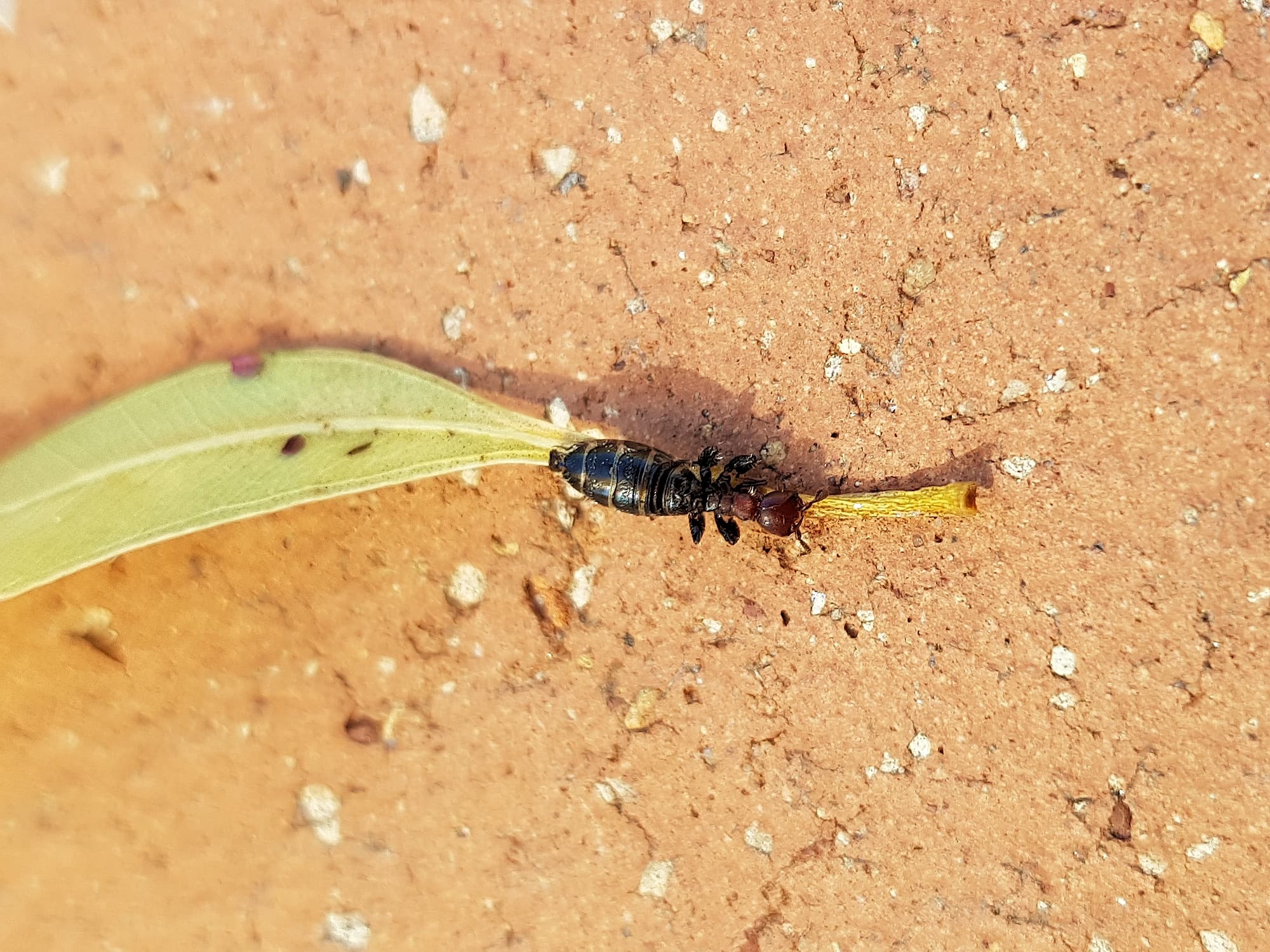 Female Thynnid Wasp (Tribe Iswaroidini), Alice Springs NT