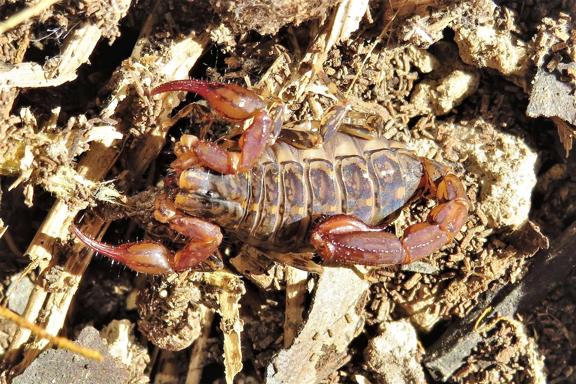 Forest Scorpion (Cercophonius squama), Bermagui NSW © Deb Taylor