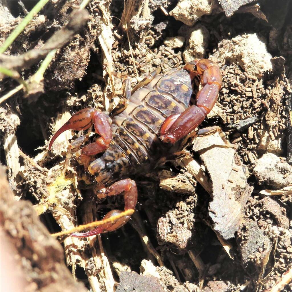 Forest Scorpion (Cercophonius squama), Bermagui NSW © Deb Taylor