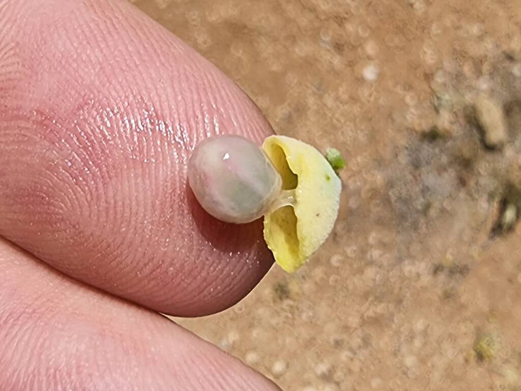 Snotty Gobbles (Amyema maidenii), Alice Springs Desert Park NT