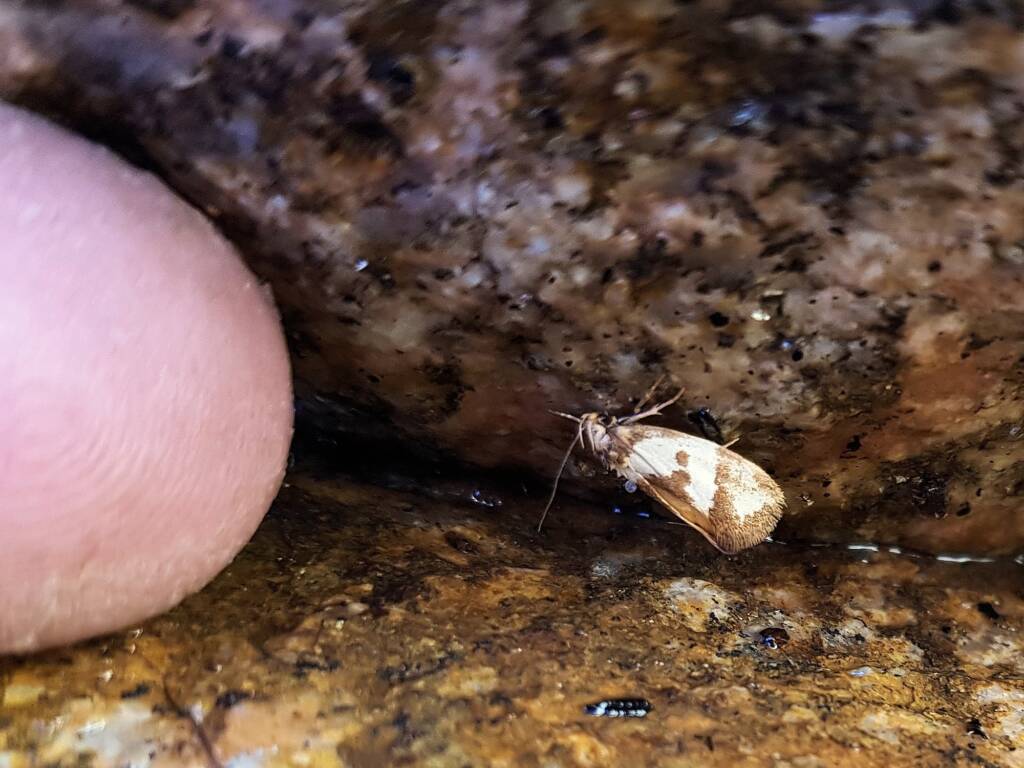 Gelechioid Moth (superfamily Gelechioidea), Alice Springs NT