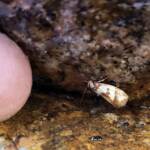 Gelechioid Moth (superfamily Gelechioidea), Alice Springs NT