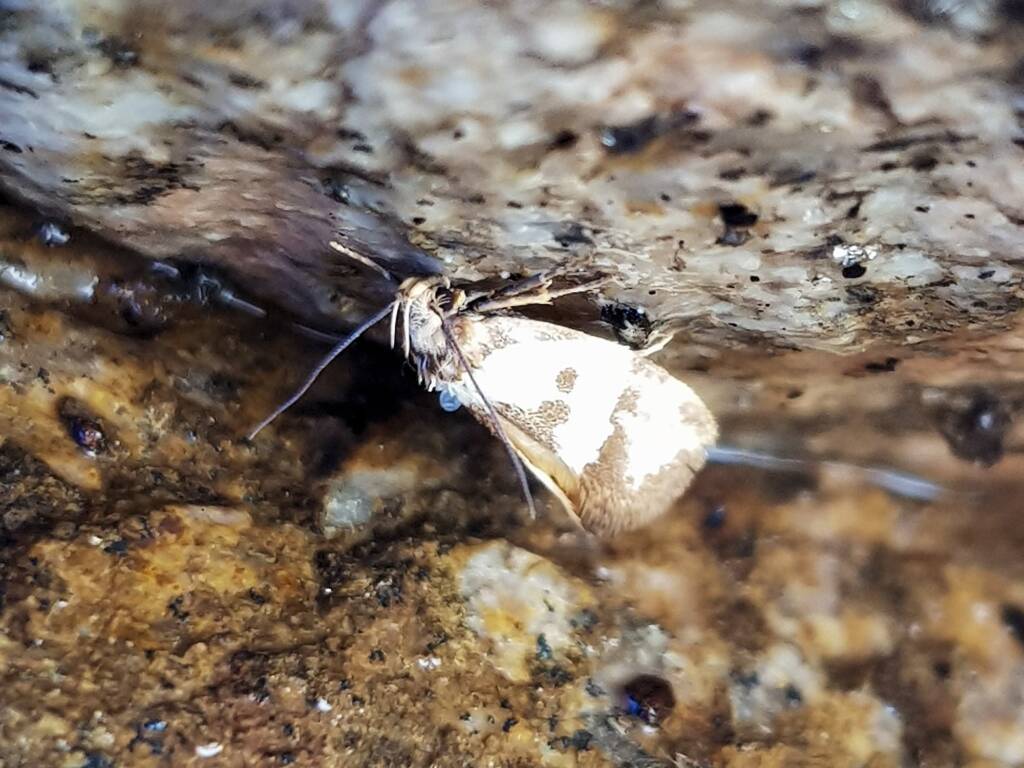 Gelechioid Moth (superfamily Gelechioidea), Alice Springs NT
