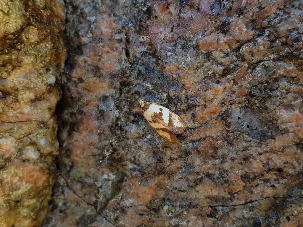 Gelechioid Moth (superfamily Gelechioidea), Alice Springs NT
