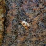 Gelechioid Moth (superfamily Gelechioidea), Alice Springs NT