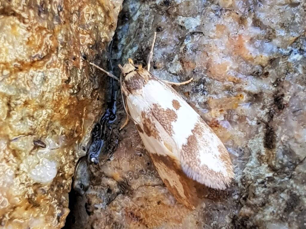 Gelechioid Moth (superfamily Gelechioidea), Alice Springs NTq