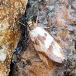 Gelechioid Moth (superfamily Gelechioidea), Alice Springs NTq
