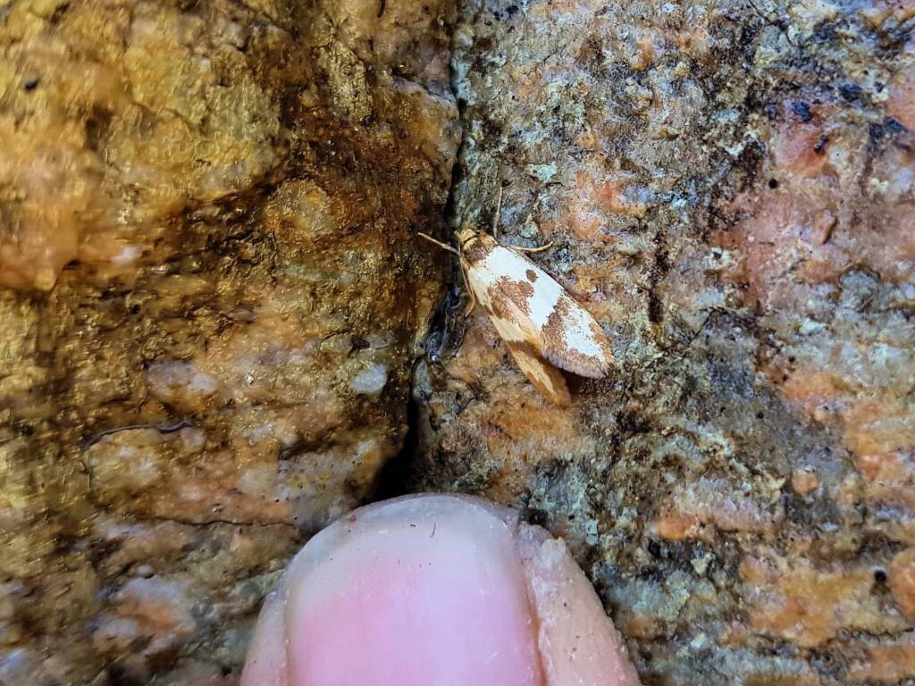 Gelechioid Moth (superfamily Gelechioidea), Alice Springs NT