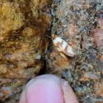 Gelechioid Moth (superfamily Gelechioidea), Alice Springs NT