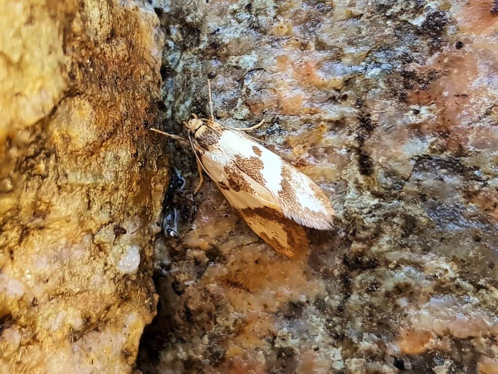 Gelechioid Moth (superfamily Gelechioidea), Alice Springs NT
