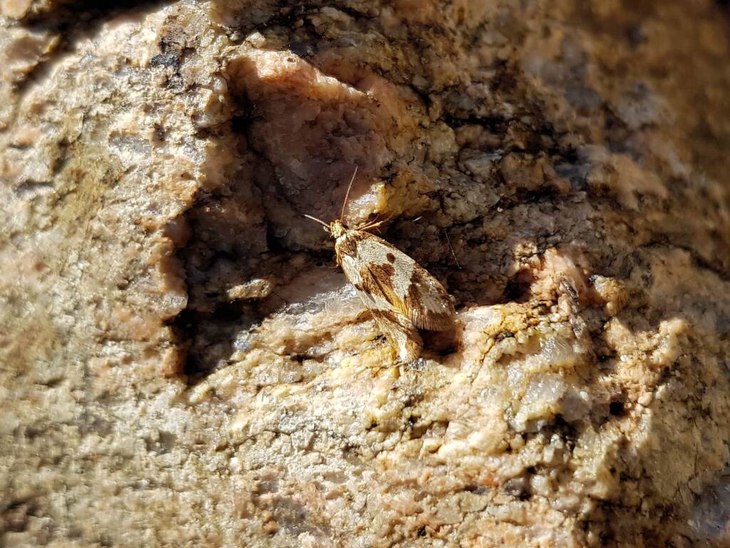 Gelechioid Moth (superfamily Gelechioidea), Alice Springs NT