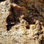 Gelechioid Moth (superfamily Gelechioidea), Alice Springs NT